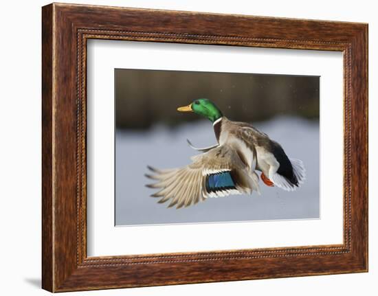 Mallard Drake Taking Flight-Ken Archer-Framed Photographic Print