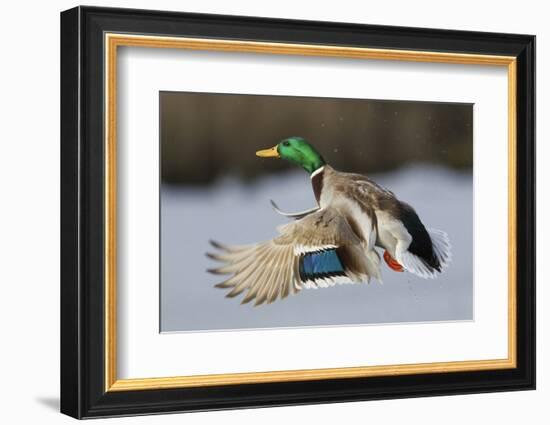 Mallard Drake Taking Flight-Ken Archer-Framed Photographic Print