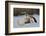 Mallard Drake Taking Flight-Ken Archer-Framed Photographic Print