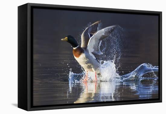 Mallard Drake Taking Flight-Ken Archer-Framed Premier Image Canvas