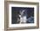 Mallard Drake Taking Flight-Ken Archer-Framed Photographic Print