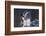 Mallard Drake Taking Flight-Ken Archer-Framed Photographic Print