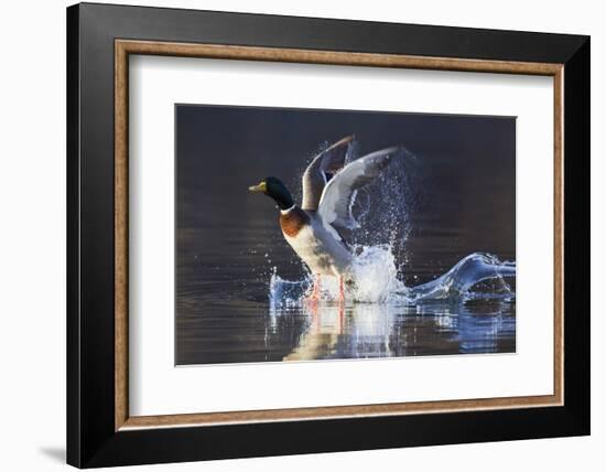 Mallard Drake Taking Flight-Ken Archer-Framed Photographic Print