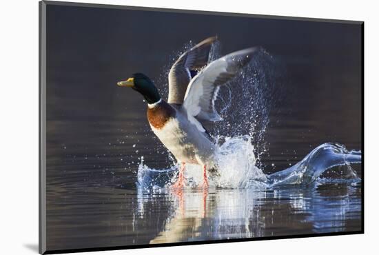 Mallard Drake Taking Flight-Ken Archer-Mounted Photographic Print