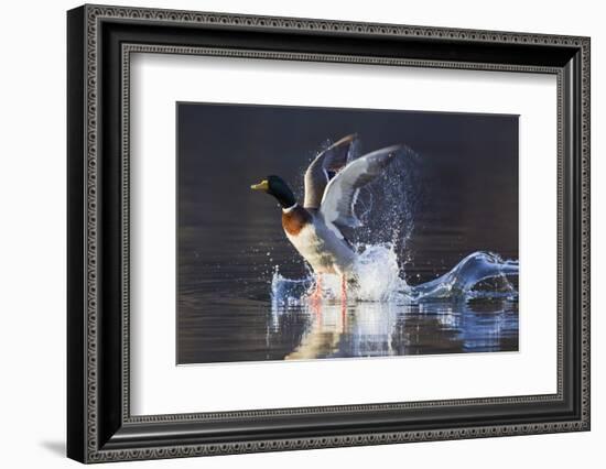 Mallard Drake Taking Flight-Ken Archer-Framed Photographic Print