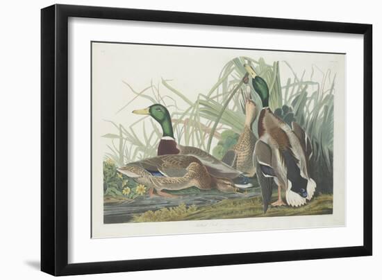 Mallard Duck, 1834-John James Audubon-Framed Giclee Print