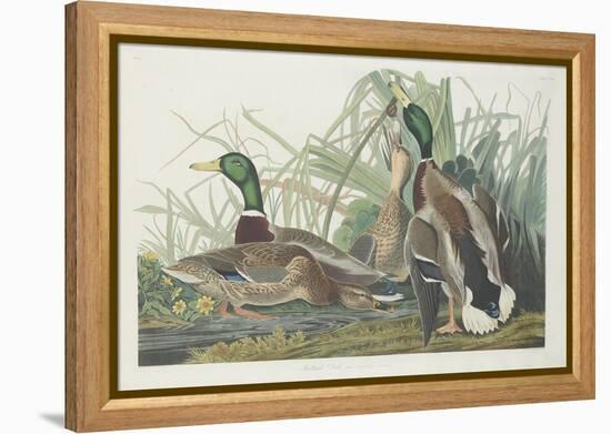 Mallard Duck, 1834-John James Audubon-Framed Premier Image Canvas