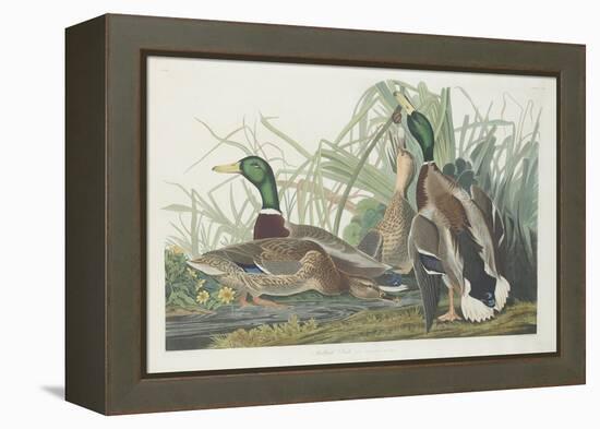 Mallard Duck, 1834-John James Audubon-Framed Premier Image Canvas