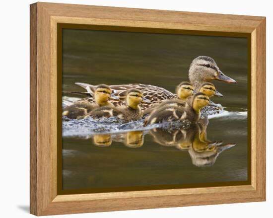 Mallard Duck and Chicks Near Kamloops, British Columbia, Canada-Larry Ditto-Framed Premier Image Canvas