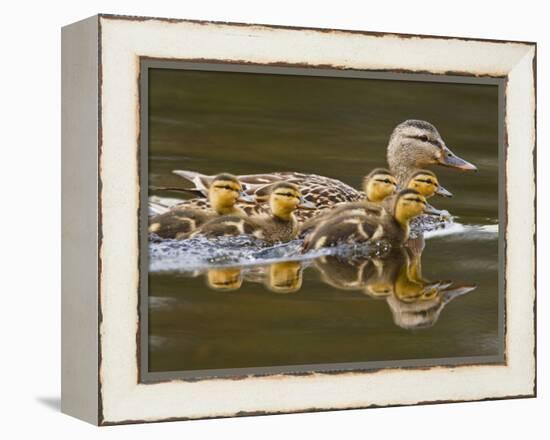 Mallard Duck and Chicks Near Kamloops, British Columbia, Canada-Larry Ditto-Framed Premier Image Canvas