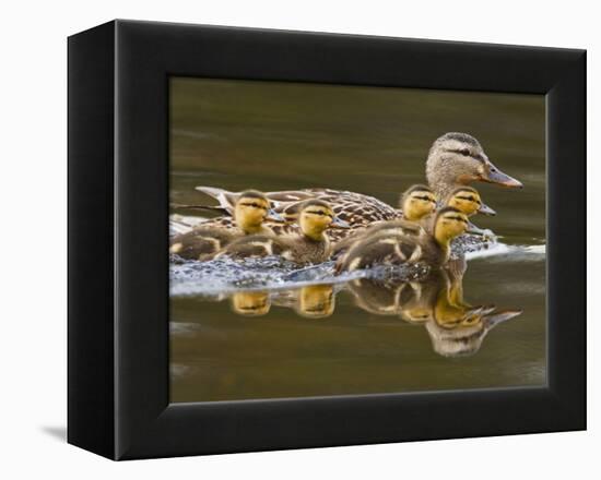 Mallard Duck and Chicks Near Kamloops, British Columbia, Canada-Larry Ditto-Framed Premier Image Canvas