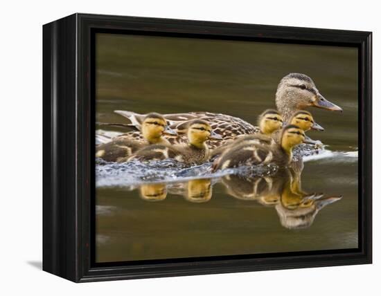 Mallard Duck and Chicks Near Kamloops, British Columbia, Canada-Larry Ditto-Framed Premier Image Canvas