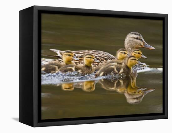 Mallard Duck and Chicks Near Kamloops, British Columbia, Canada-Larry Ditto-Framed Premier Image Canvas