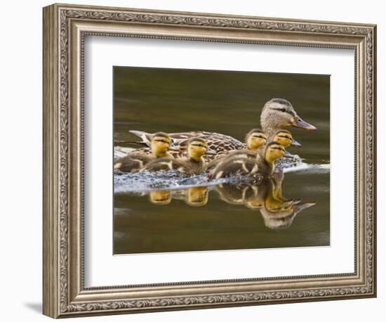 Mallard Duck and Chicks Near Kamloops, British Columbia, Canada-Larry Ditto-Framed Photographic Print