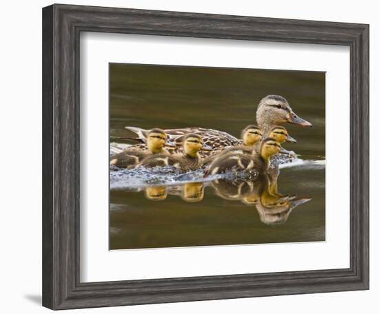 Mallard Duck and Chicks Near Kamloops, British Columbia, Canada-Larry Ditto-Framed Photographic Print