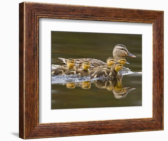 Mallard Duck and Chicks Near Kamloops, British Columbia, Canada-Larry Ditto-Framed Photographic Print