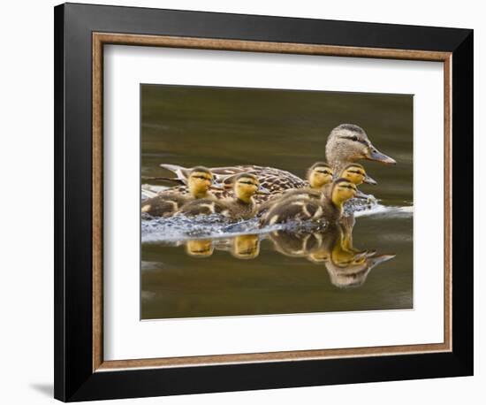 Mallard Duck and Chicks Near Kamloops, British Columbia, Canada-Larry Ditto-Framed Photographic Print
