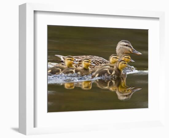Mallard Duck and Chicks Near Kamloops, British Columbia, Canada-Larry Ditto-Framed Photographic Print