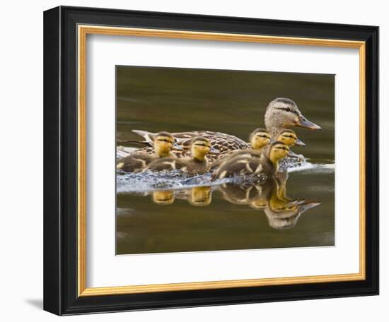 Mallard Duck and Chicks Near Kamloops, British Columbia, Canada-Larry Ditto-Framed Photographic Print