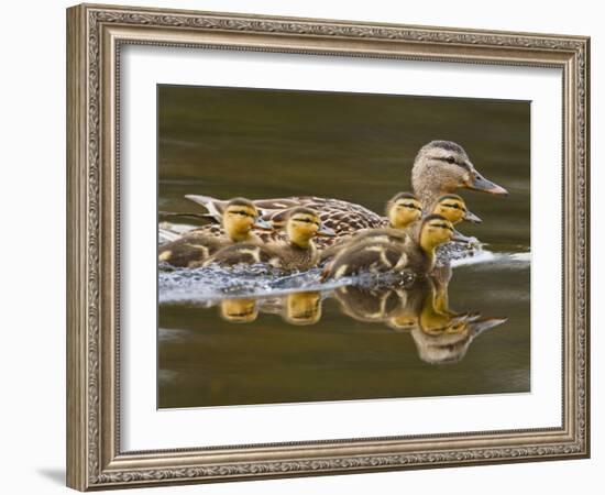 Mallard Duck and Chicks Near Kamloops, British Columbia, Canada-Larry Ditto-Framed Photographic Print