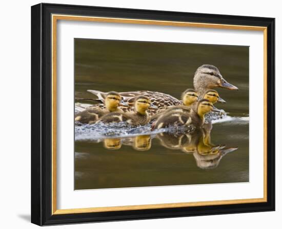 Mallard Duck and Chicks Near Kamloops, British Columbia, Canada-Larry Ditto-Framed Photographic Print