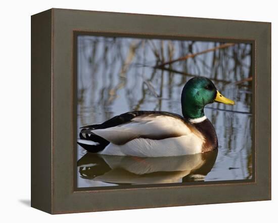 Mallard Duck Drake (Anas Platyrynchos) Spain-Juan Manuel Borrero-Framed Premier Image Canvas