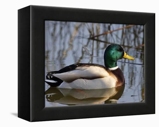 Mallard Duck Drake (Anas Platyrynchos) Spain-Juan Manuel Borrero-Framed Premier Image Canvas