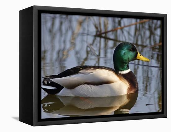 Mallard Duck Drake (Anas Platyrynchos) Spain-Juan Manuel Borrero-Framed Premier Image Canvas