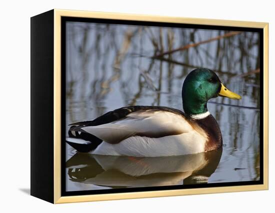 Mallard Duck Drake (Anas Platyrynchos) Spain-Juan Manuel Borrero-Framed Premier Image Canvas