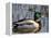 Mallard Duck Drake (Anas Platyrynchos) Spain-Juan Manuel Borrero-Framed Premier Image Canvas