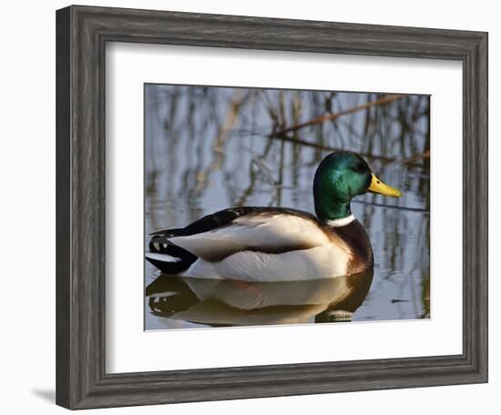 Mallard Duck Drake (Anas Platyrynchos) Spain-Juan Manuel Borrero-Framed Premium Photographic Print