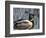 Mallard Duck Drake (Anas Platyrynchos) Spain-Juan Manuel Borrero-Framed Premium Photographic Print