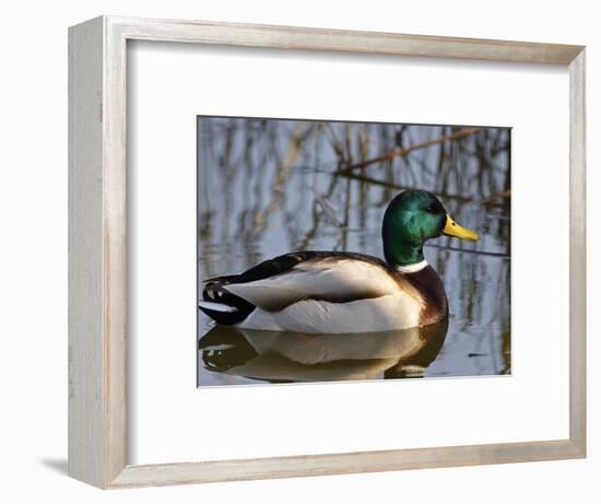 Mallard Duck Drake (Anas Platyrynchos) Spain-Juan Manuel Borrero-Framed Premium Photographic Print