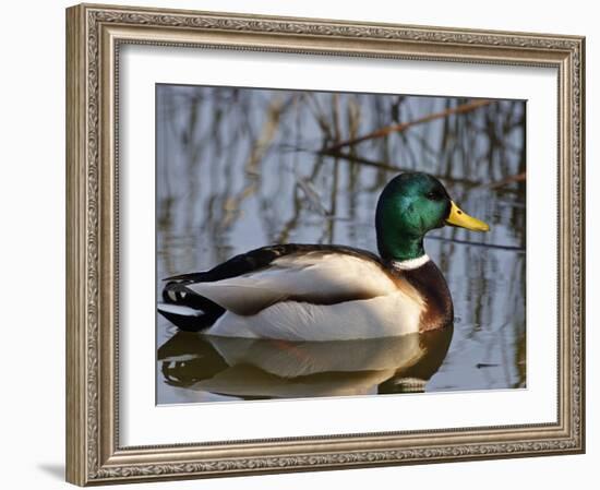 Mallard Duck Drake (Anas Platyrynchos) Spain-Juan Manuel Borrero-Framed Photographic Print