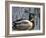 Mallard Duck Drake (Anas Platyrynchos) Spain-Juan Manuel Borrero-Framed Photographic Print