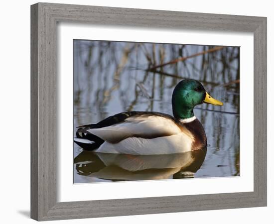 Mallard Duck Drake (Anas Platyrynchos) Spain-Juan Manuel Borrero-Framed Photographic Print