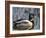 Mallard Duck Drake (Anas Platyrynchos) Spain-Juan Manuel Borrero-Framed Photographic Print