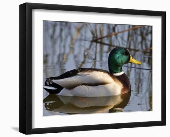 Mallard Duck Drake (Anas Platyrynchos) Spain-Juan Manuel Borrero-Framed Photographic Print