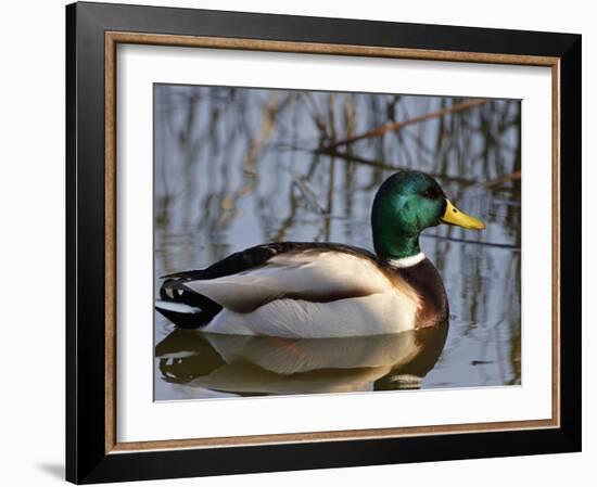 Mallard Duck Drake (Anas Platyrynchos) Spain-Juan Manuel Borrero-Framed Photographic Print