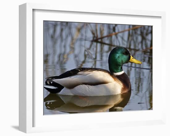 Mallard Duck Drake (Anas Platyrynchos) Spain-Juan Manuel Borrero-Framed Photographic Print