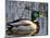 Mallard Duck Drake (Anas Platyrynchos) Spain-Juan Manuel Borrero-Mounted Photographic Print