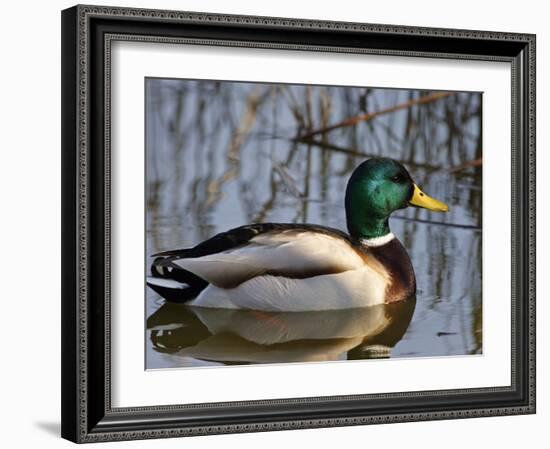 Mallard Duck Drake (Anas Platyrynchos) Spain-Juan Manuel Borrero-Framed Photographic Print