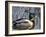 Mallard Duck Drake (Anas Platyrynchos) Spain-Juan Manuel Borrero-Framed Photographic Print