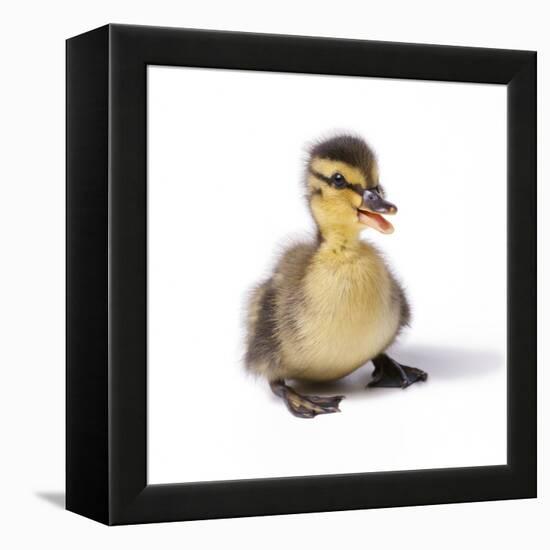 Mallard Duck Duckling at 24 Hours-null-Framed Premier Image Canvas