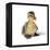 Mallard Duck Duckling at 24 Hours-null-Framed Premier Image Canvas