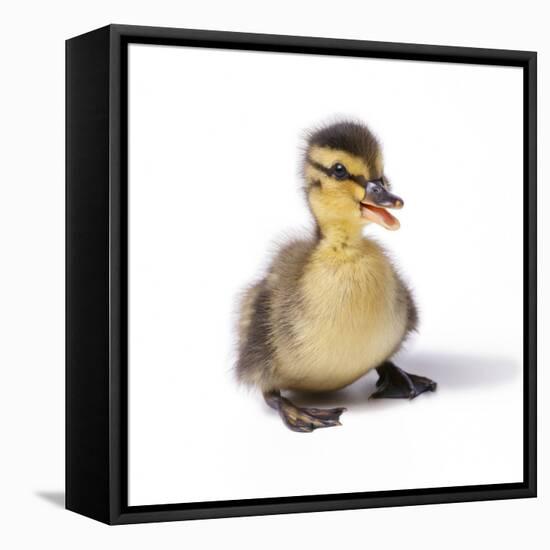Mallard Duck Duckling at 24 Hours-null-Framed Premier Image Canvas