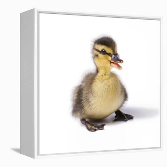 Mallard Duck Duckling at 24 Hours-null-Framed Premier Image Canvas