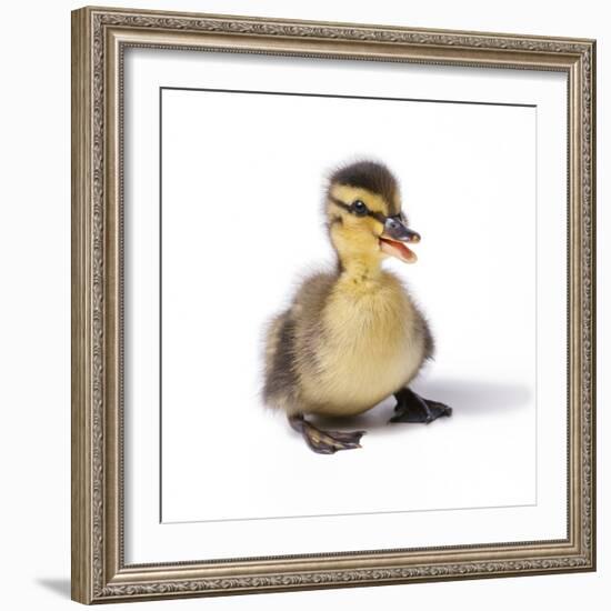 Mallard Duck Duckling at 24 Hours-null-Framed Photographic Print