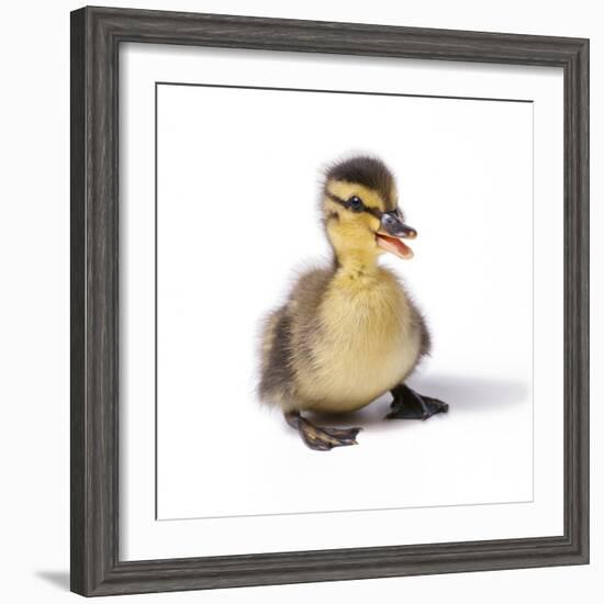 Mallard Duck Duckling at 24 Hours-null-Framed Photographic Print