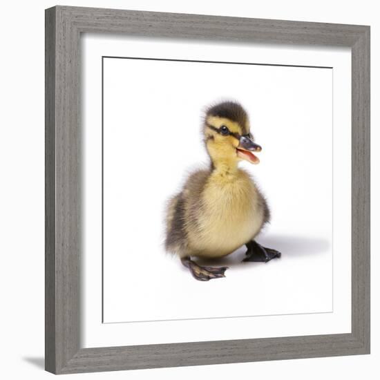 Mallard Duck Duckling at 24 Hours-null-Framed Photographic Print